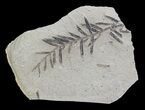 Metasequoia (Dawn Redwood) Fossil - Montana #62296-1